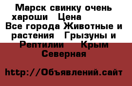 Марск свинку очень хароши › Цена ­ 2 000 - Все города Животные и растения » Грызуны и Рептилии   . Крым,Северная